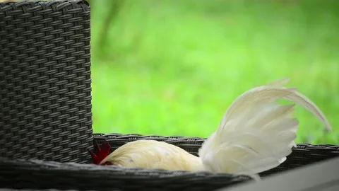 Chicken in the garden Stock Footage 159598567
