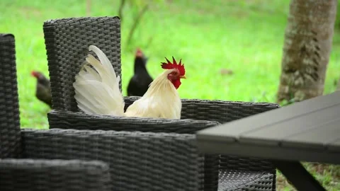 Chicken in the garden Stock Footage 159598586