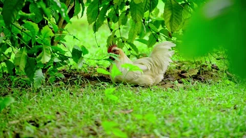 Chicken in the garden Stock Footage 159598587