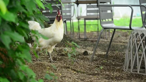 Chicken in the garden Stock Footage 159598589