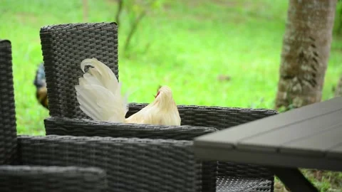 Chicken in the garden Stock Footage 159598593