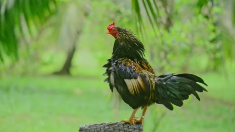 Chicken in the garden Stock Footage 159598595