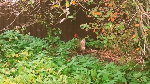 A chicken in the garden pecks at the grain 스톡 동영상 282594516
