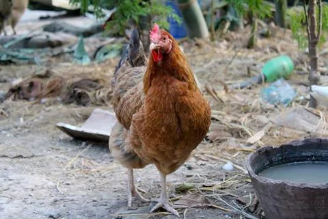 Chicken in the garden Stock Photos