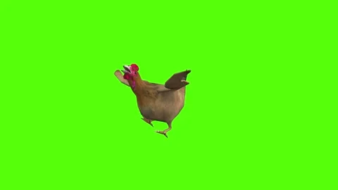 Chicken Getting Attack Green Screen Animation 4k Rendering Stock Footage 296972397