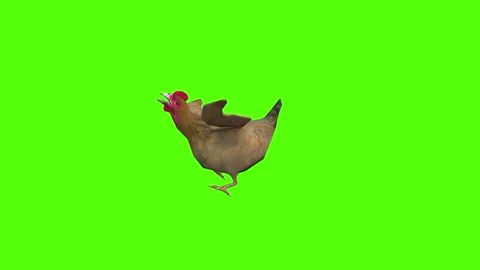 Chicken Getting Attack Green Screen Animation 4k Rendering Stock Footage 296972401