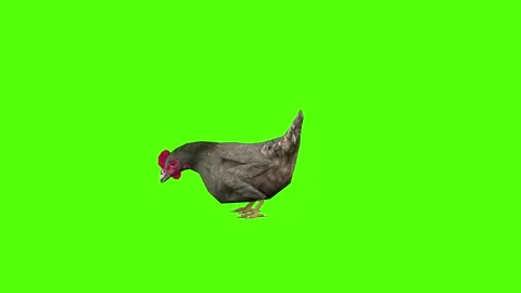Chicken Getting Hit Green Screen Animation 4k Rendering Stock Footage 296973073