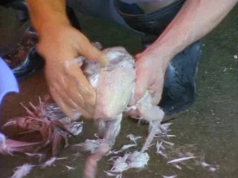 Chicken getting plucked and cleaned by a man Stock Footage 79925833