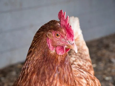 Chicken glancing at camera lens Stock Photos