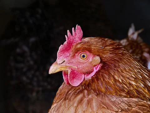 Chicken glancing at camera lens Stock Photos