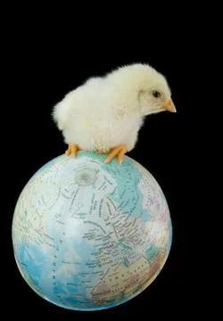 Chicken on the globe. Photos