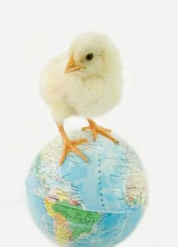 Chicken on the globe Stock Photos