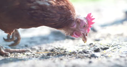 Chicken Is On The Grass And Pecks Grains Stock Footage 266887362