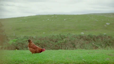 Chicken in grass with beautiful mountain view 動画素材 201742250