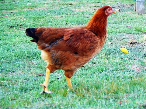 Chicken on the grass at farm Stock Photos