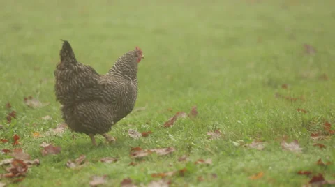 Chicken On The Grass Stock Footage 37207712