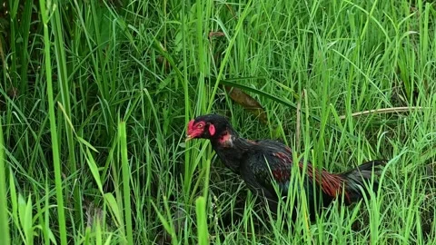 Chicken on the grass Video stock 163598829