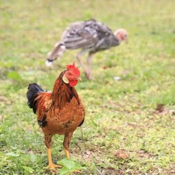 Chicken on the grass Stock Photos