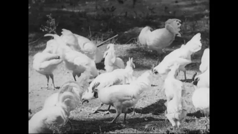 Chicken grazing in the farm - 1918 Stock Footage 83655429