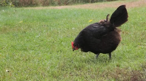Chicken Grazing on a Grassy Field Stock Footage