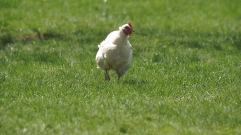 Chicken on the Green Meadow Stock Footage 75490417