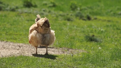 Chicken on the Green Meadow Stock Footage 75490954