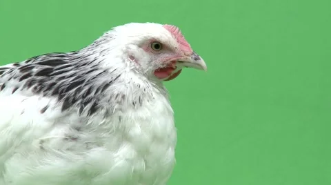 Chicken Green Screen Closeup Stock Footage 50393601