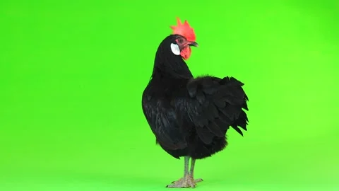 Chicken on a green screen Stock Footage 85935652