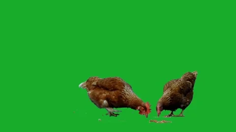 Chicken on Green Screen Stock Footage 91375941