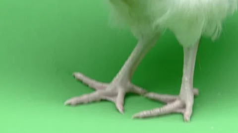 Chicken Green Screen Pan Upwards Vídeo Stock 50393531