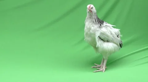 Chicken Green Screen Standing Видео 50393589