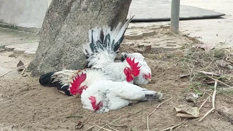 Chicken on ground Stock Footage 252195533
