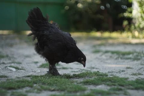 Chicken on the ground Stock Photos