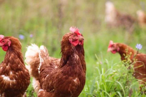 Chicken Group 109F8F29-30FE-4F99-A939-6D229BFD495C Stock Photos