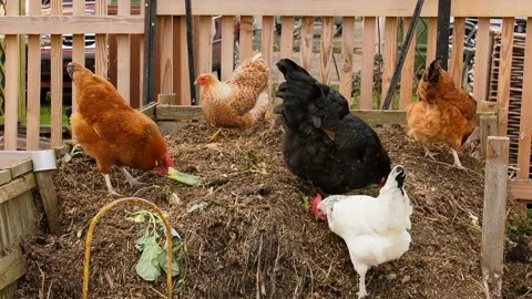 Chicken group pecking on compost Stock Footage 149376181