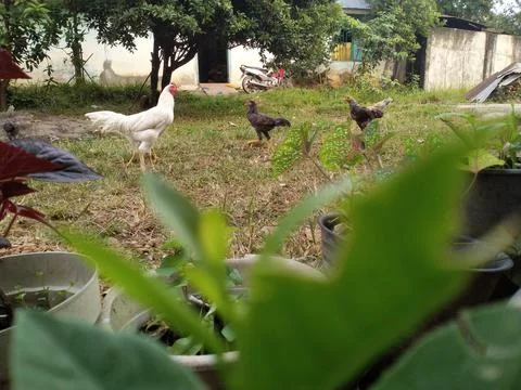Chicken group Foto stock