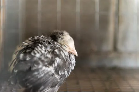 A chicken grows in a cage Stock Photos