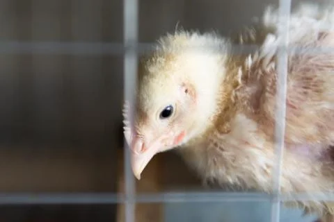 A chicken grows in a cage Stock Photos