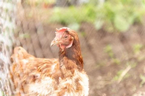 A chicken grows in a cage Stock Photos