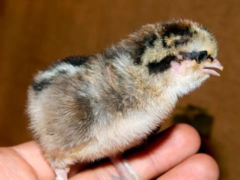 Chicken on hand close up Stock Photos