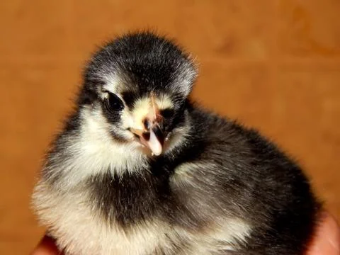 Chicken on hand close up Stock Photos