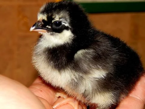 Chicken on hand close up Stock Photos