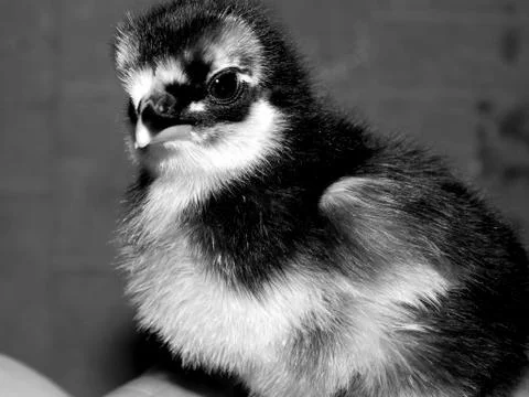 Chicken on hand close up Stock Photos