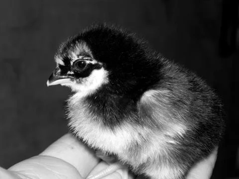 Chicken on hand close up Stock Photos