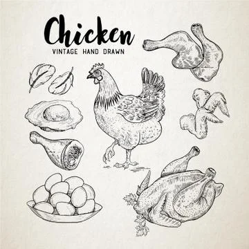 Chicken Hand Drawn Set Stock Illustration