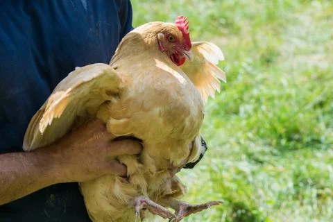 Chicken in hand Фото