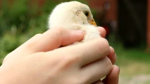 Chicken in hands Stock Footage 850533