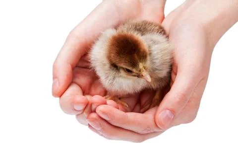 Chicken in hands Stock Photos