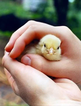 Chicken is in hands Foto stock