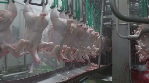 Chicken hang on conveyor Stock Footage 201182091